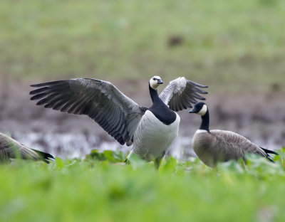 Barnacle Goose (Canada goose)