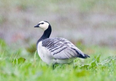 Barnacle Goose