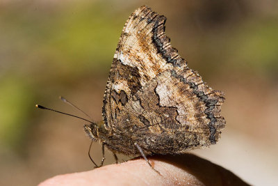 California tortoiseshell  Nymphallis californica