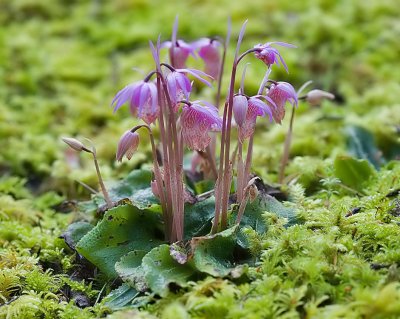 Calypso bulbosa  Fairy slipper