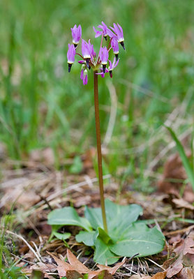 Dodecatheon hendersonii  Henderson's shooting star