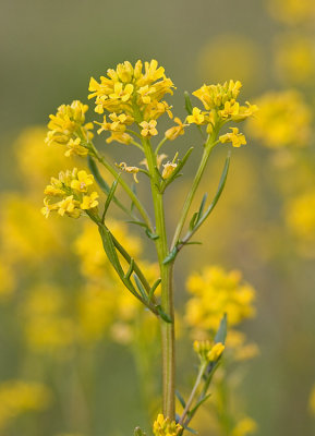 Barbarea orthoceras  American wintercress