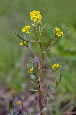 Barbarea orthoceras  American wintercress