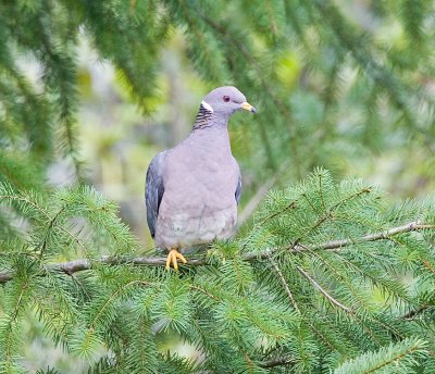 Band-tailed Pigeon