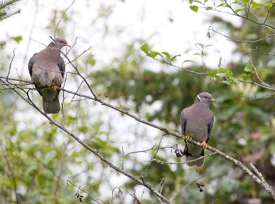 Band-tailed Pigeons