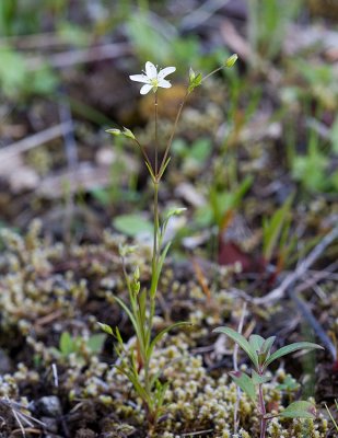 Slender Sandwort  Minuartia tenella (Arenaria stricta)