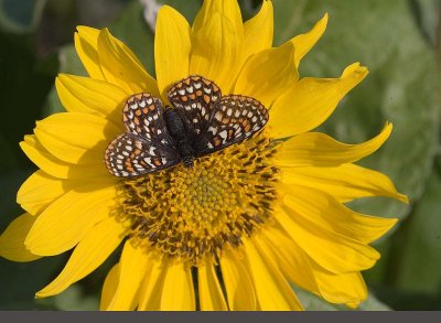 Taylor's Checkerspot