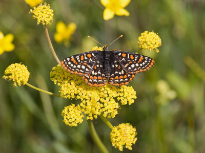 Taylor's Checkerspot