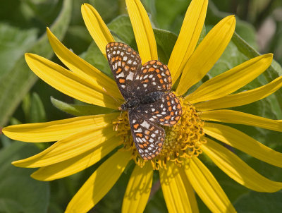 Taylor's Checkerspot