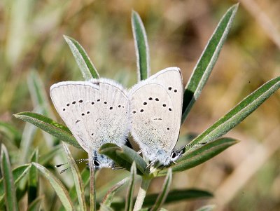 Silvery Blues (Glaucopsyche lygdamus)