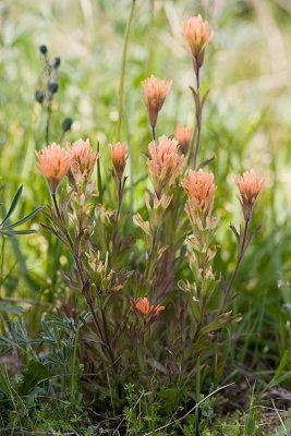 Harsh paintbrush  Castilleja hispida