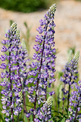 Kincaid's Lupine  Lupinus sulphureus  v. kincaidii