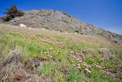Armeria maritima, Lopez ISland