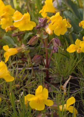 Mimulus guttatus  Yellow monkey-flower