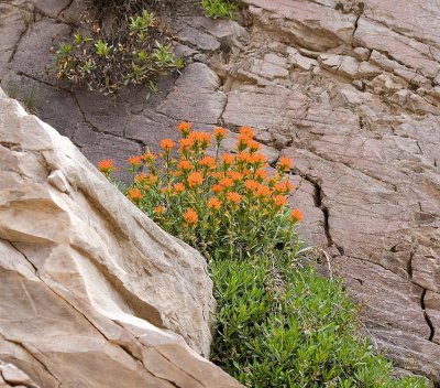 Castilleja miniata  Common paintbrush