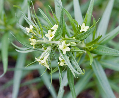 Lithospermum ruderale    Western stoneseed