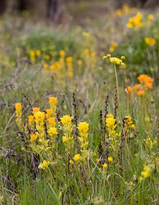 Castilleja hispida Harsh paintbrush