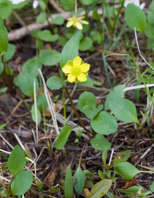 Ranunculus glaberrimus v. glaberrimus Sagebrush buttercup