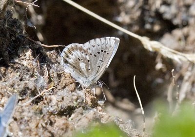 Arrowhead Blue