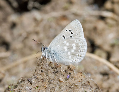 Icaricia icarioides pembina  Boisduval blue (M)