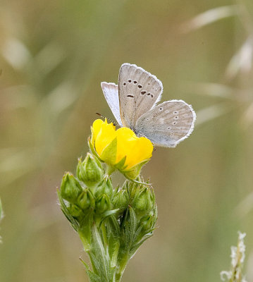 Puget Blue nectaring on Potentilla gracilis