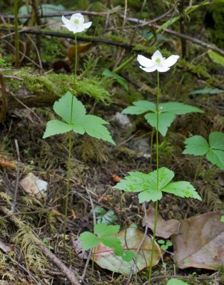 Anemone deltoidea three-leaf anemone