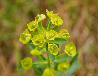 Euphorbia esula  Leafy spurge