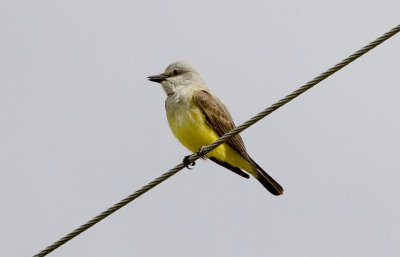 Western Kingbird