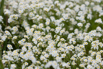 fragrant popcornflower Plagiobothrhys figuratus