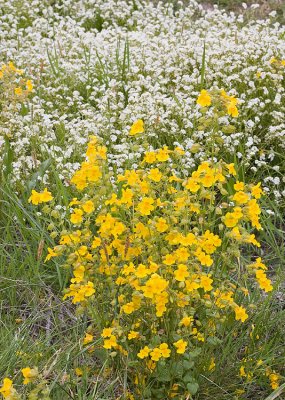 Yellow monkeyflower and fragrant popcornflower  Mimulus guttatus and Plagiobothrhys figuratus