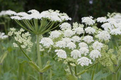 Heracleum maximum (lanatum)  Cowparsnip