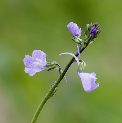 Blue toadflax Nuttallanthus texanus (Linaria canadensis v. texana)