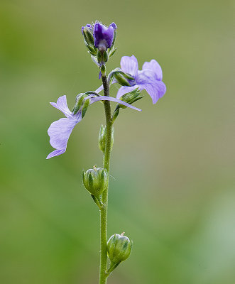 Blue toadflax Nuttallanthus texanus (Linaria canadensis v. texana)