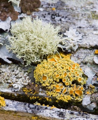 Subalpine lichens