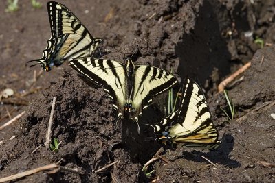 Western Tiger Swallowtails
