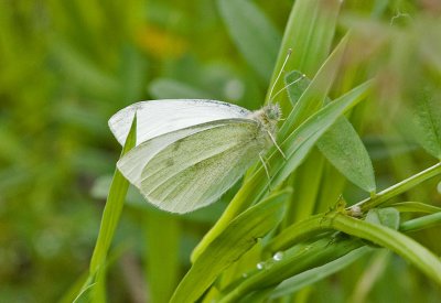 Margined White  Pieris marginalis