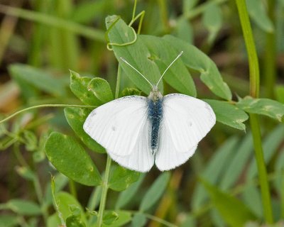 Margined White  Pieris marginalis