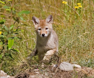 Coyote pup (wild)