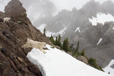 Mountain goat, Mt. Ellinor