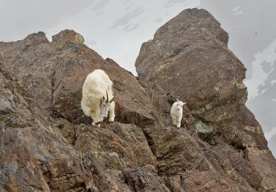 Mountain goat, Mt. Ellinor)