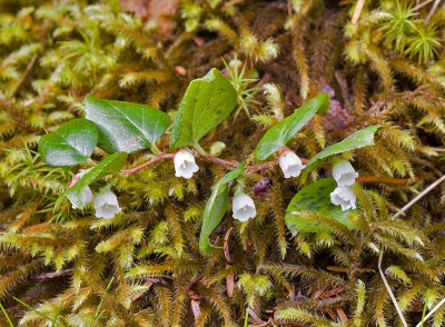 Gaultheria ovatifolia  Slender wintergreen