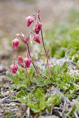 Geum triflorum  Old man's whiskers