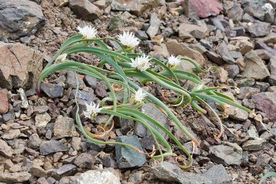 Allium crenulatum  Olympic onion