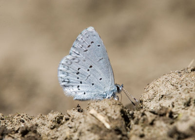 Spring azure Celastrina argiolus
