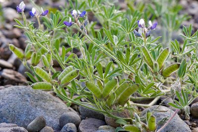 Lupinus bicolor  Two-color lupine