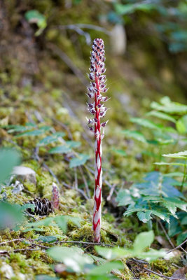 Allotropa virgata  Candystick