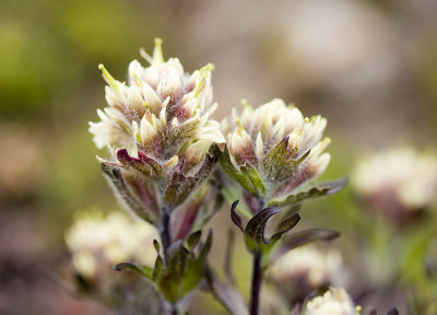 Castilleja parviflora v. albida  Small flowered paintbrush