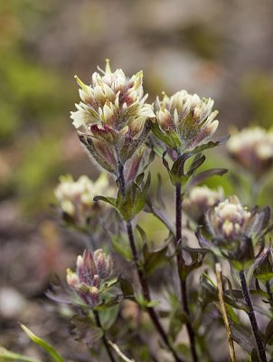 Castilleja parviflora v. albida Small flowered paintbrush