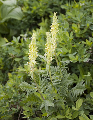 Pedicularis bracteosa   Bracted lousewort