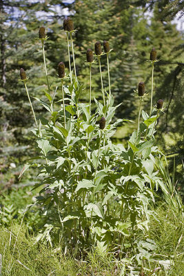 Rudbeckia occidentalis  Western coneflower